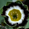 Primula Auricula Marmion - Abriachan Nurseries